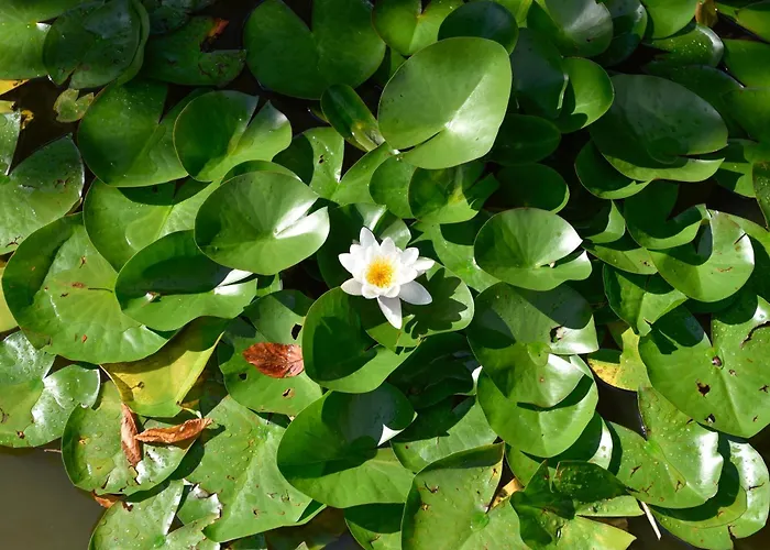 Szálloda Alpinia 4*